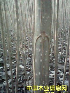 �c(di��n)���鿴���(sh��)��Ŵ�DƬ