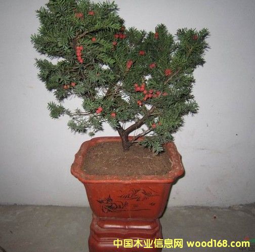 �t��ɼ���Ե�Ԕ��(x��)��B