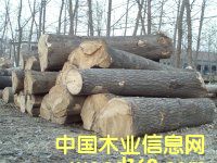 梧桐原木的詳細(xì)介紹