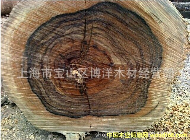 ��������֦���������Fľ��