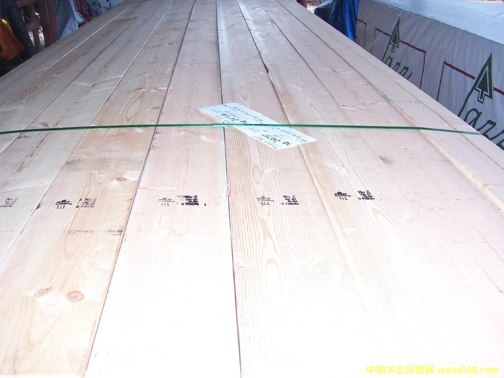 花旗松的詳細介紹