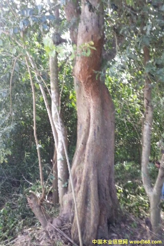 �c���鿴��t��֦�Ŵ�DƬ