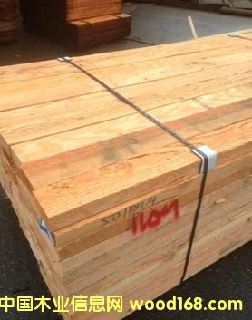 花旗松的詳細介紹