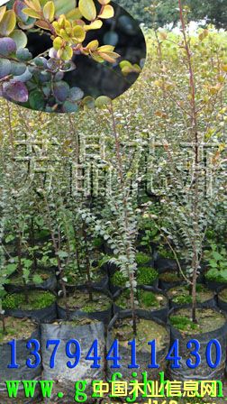 �c(di��n)���鿴С�~��̴�� ̴����̴�� ӡ����̴�� С�~��̴�N�ӷŴ�DƬ