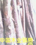 ��ľ���Ԕ��(x��)��B