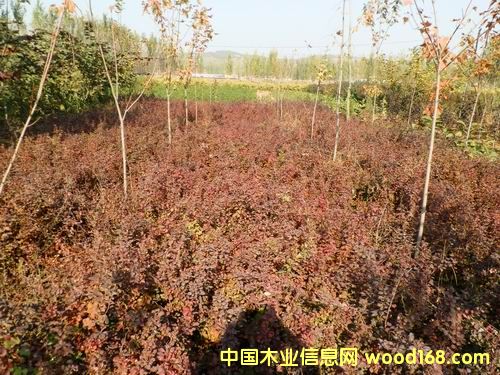 �c(di��n)���鿴���~��ľ�Ŵ�DƬ