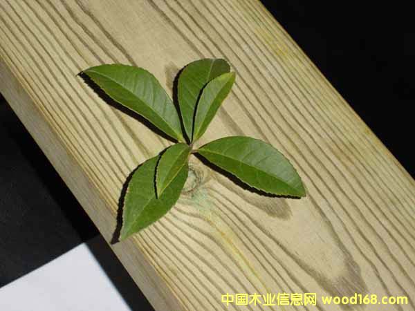 �c(di��n)���鿴����ľ�Ŵ�DƬ