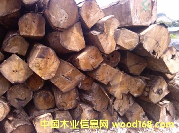 �Ӽ{  �����̴�������棩��Ԕ��(x��)��B