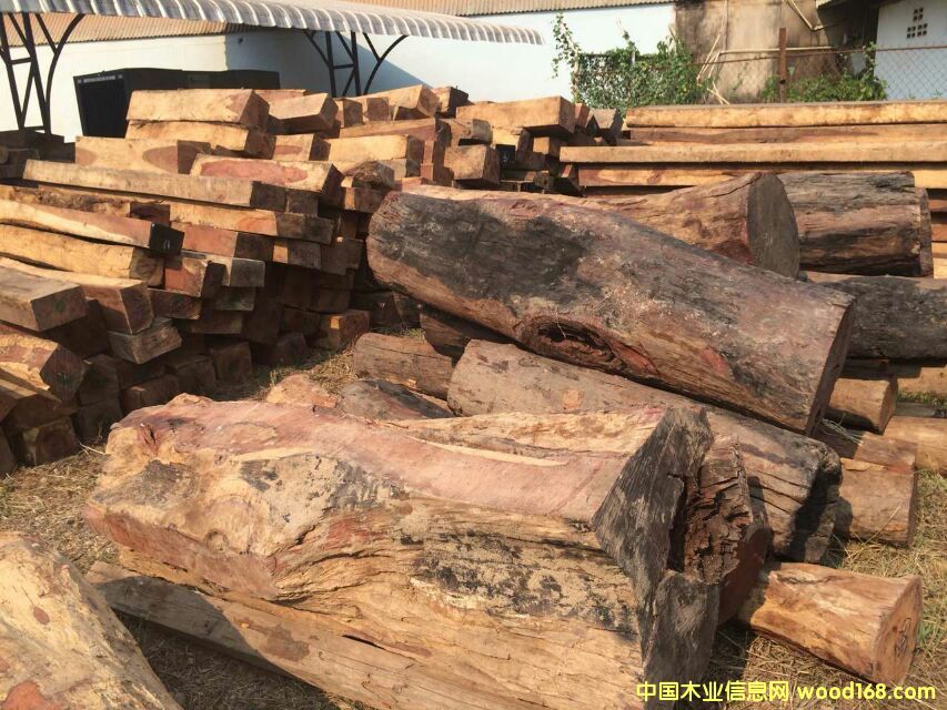 花梨木的詳細介紹