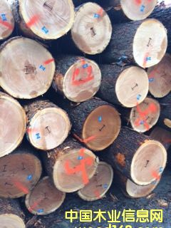 櫻桃木的詳細(xì)介紹