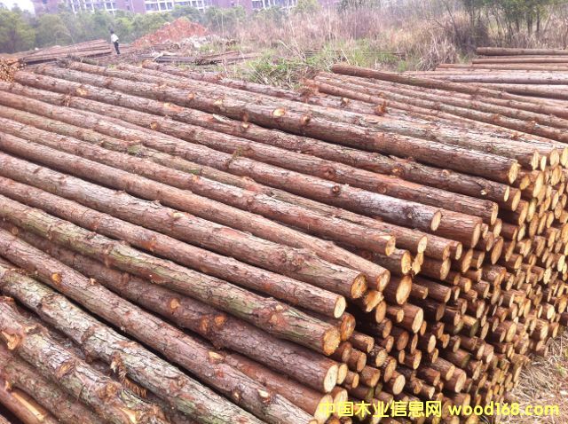 杉原木的詳細(xì)介紹