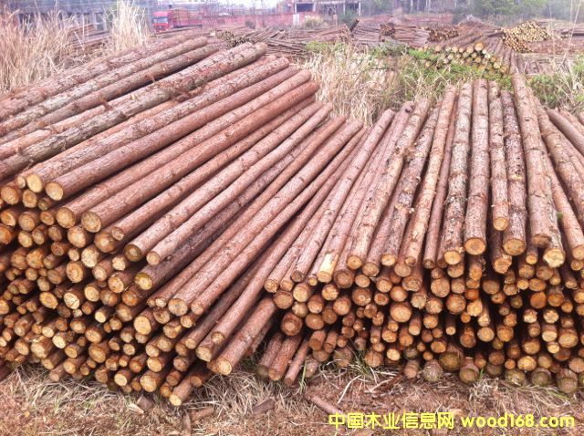 杉原木的詳細(xì)介紹