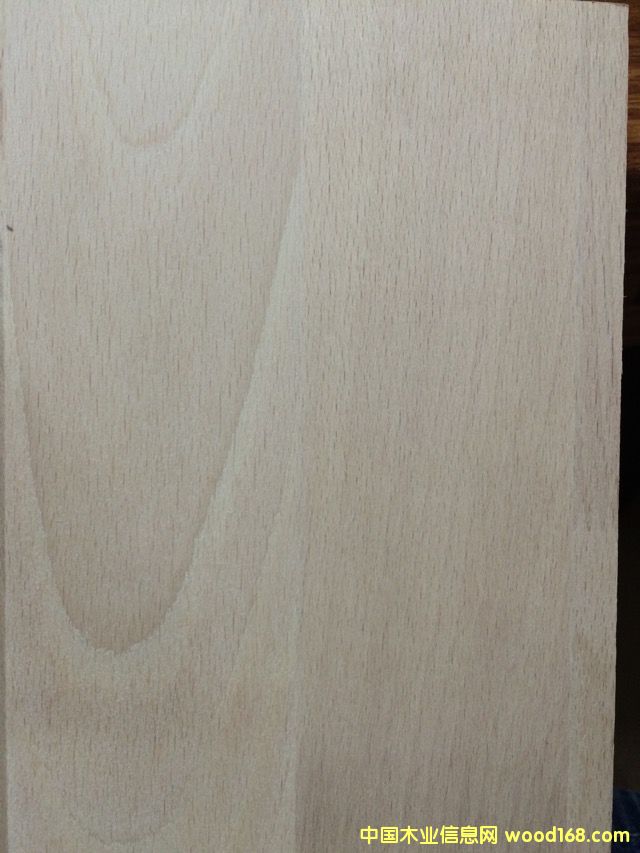 歐洲櫸木 歐洲櫸木