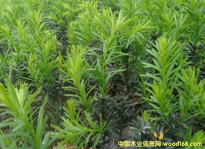 ���؁��t��ɼ�r(ji��)��