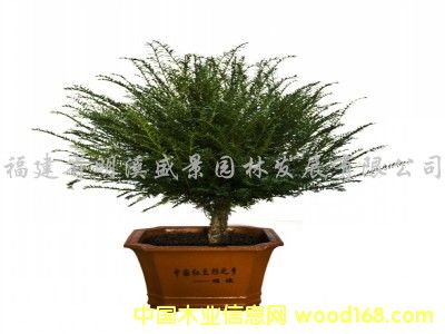 �c(di��n)���鿴����(y��ng)Ʒ�Ƽt��ɼ��ľ�Ŵ�DƬ