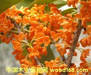 �c(di��n)���鿴����(y��ng)����Ŵ�DƬ