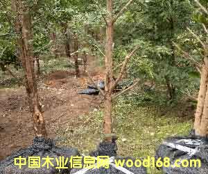 �c(di��n)���鿴�t��ɼ��ľ�Ŵ�DƬ