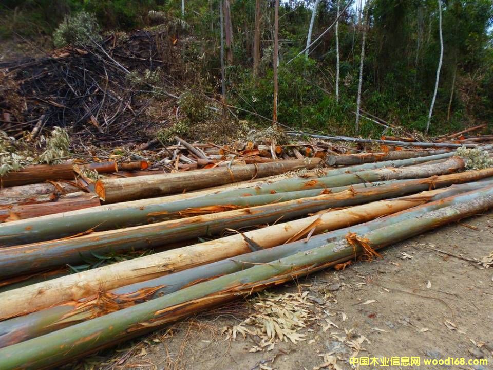 進(jìn)口桉樹原木 進(jìn)口桉樹原木