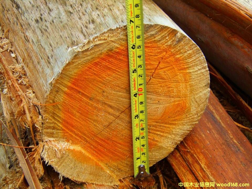 南美桉樹原木 南美桉樹原木