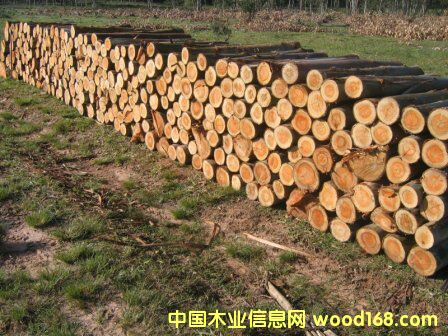 ���ԭľ(�����ޣ�