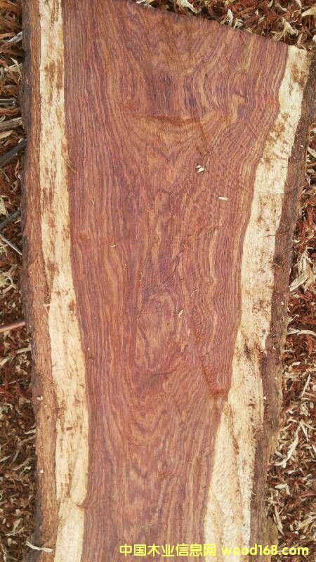 �ȽB�����̴��Ԕ����B