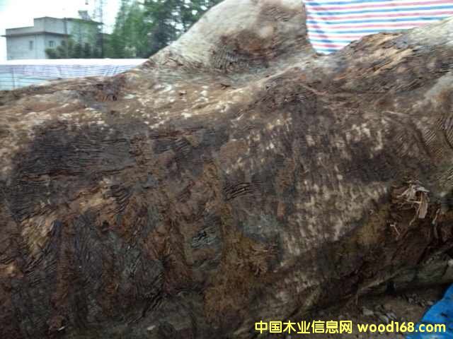 �c���鿴��z骞�ľ�Ŵ�DƬ