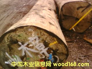 ɽ����Ԕ��(x��)��B