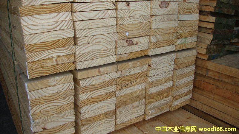 阿根廷松1 阿根廷松1