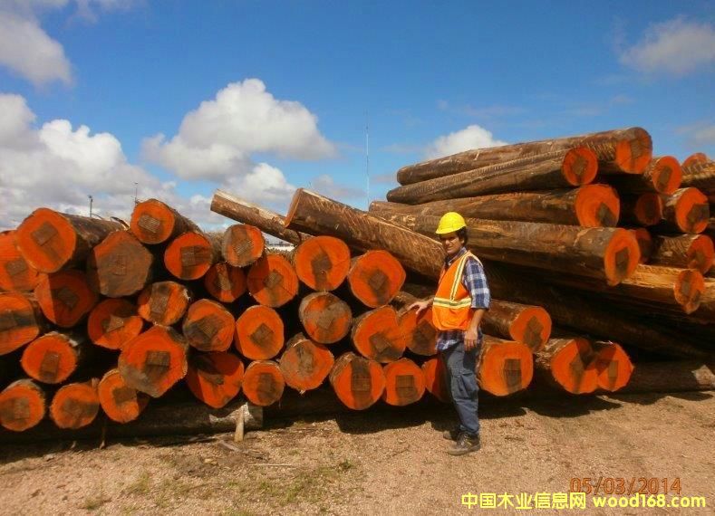 南美紅胡桃2 南美紅胡桃2