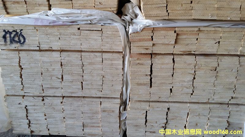 歐洲云杉 歐洲云杉