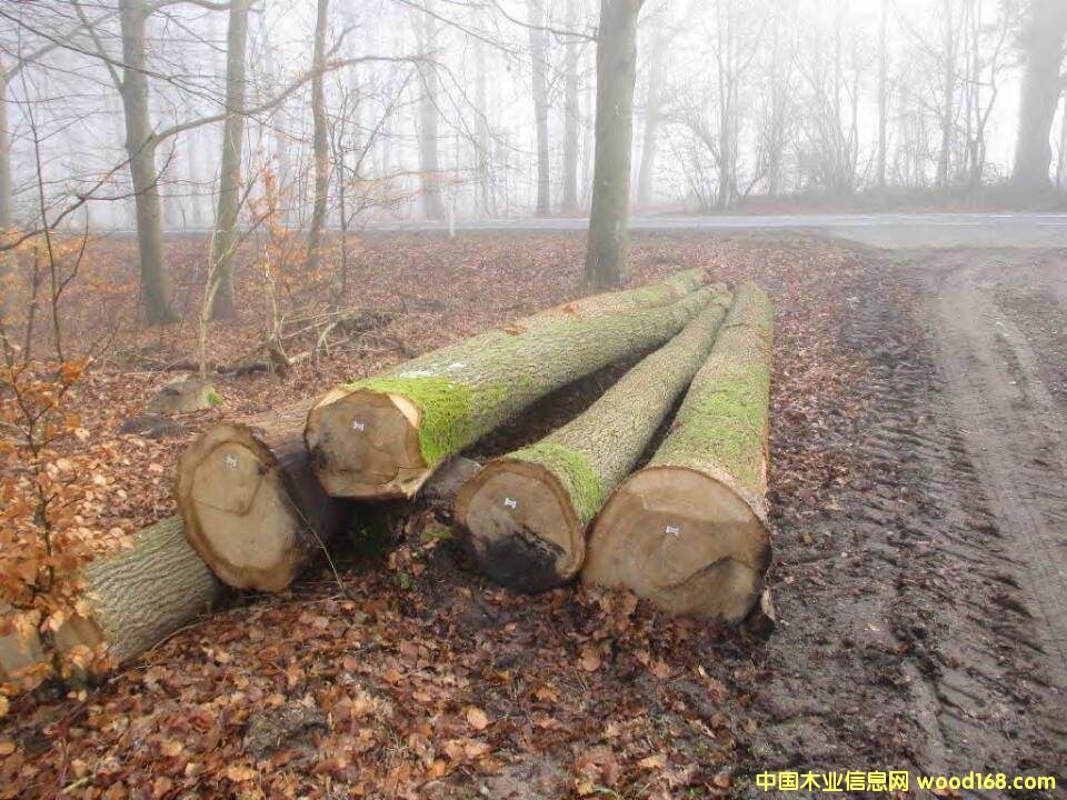 歐洲紅橡 歐洲紅橡