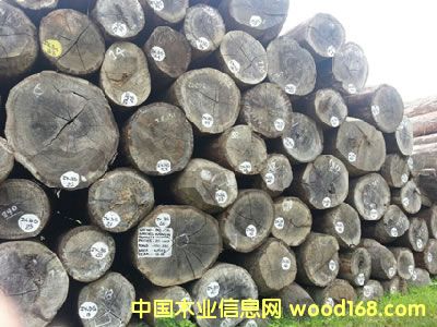 ����Ұ����ԭľ�DƬ