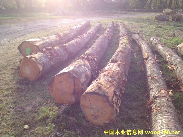 �W�ޙ���ľ��Ԕ��(x��)��B