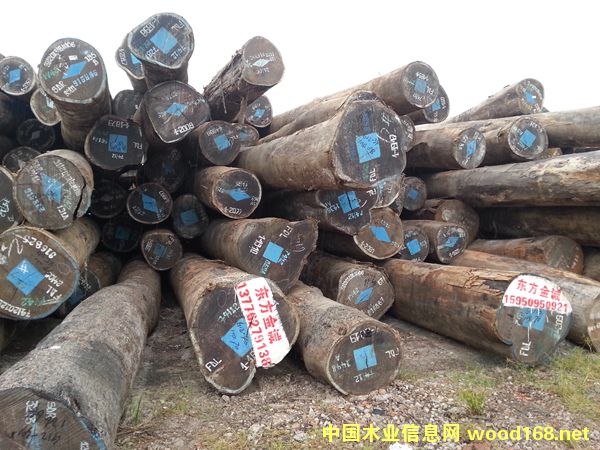 雞翅木的詳細(xì)介紹