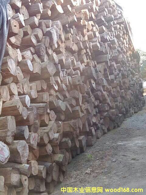 �c(di��n)���鿴��t��֦�Ŵ�DƬ