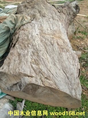 �c���鿴��֦ľ�Ŵ�DƬ