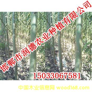 �c(di��n)���鿴����-(2)�Ŵ�DƬ