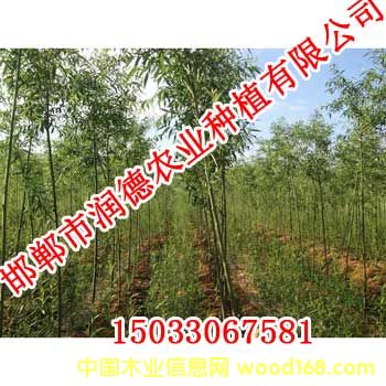 �c(di��n)���鿴����1�Ŵ�DƬ