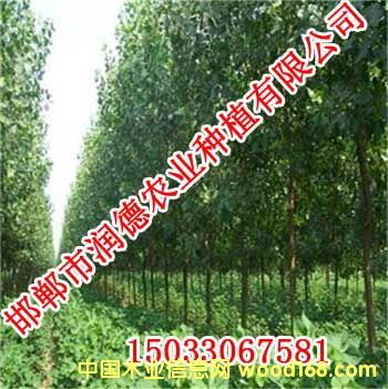 �c(di��n)���鿴�W����Ŵ�DƬ