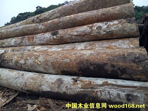 綠柄桑的詳細(xì)介紹