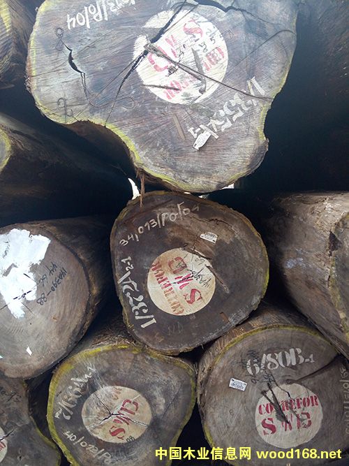 柚木王的詳細(xì)介紹