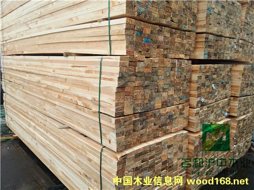 輻射松的詳細(xì)介紹