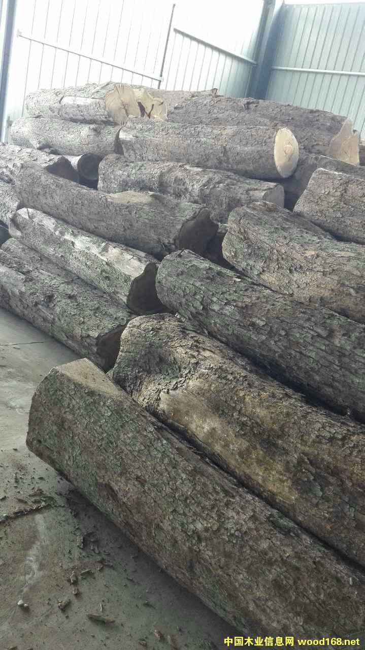 刺猬紫檀的詳細(xì)介紹