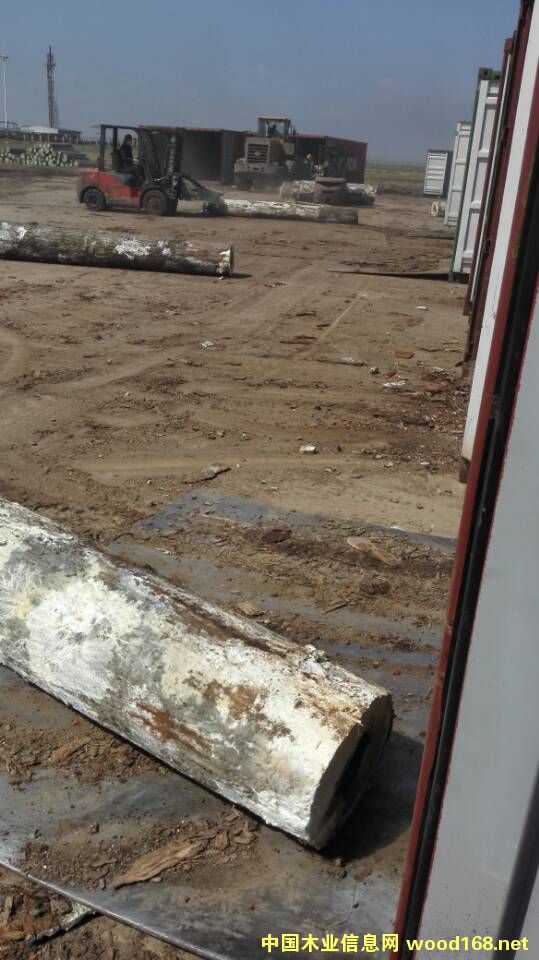 紅橡的詳細(xì)介紹