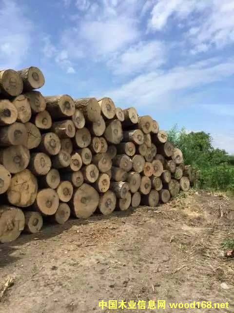 �W�ް��Dԭľ��Ԕ��(x��)��B