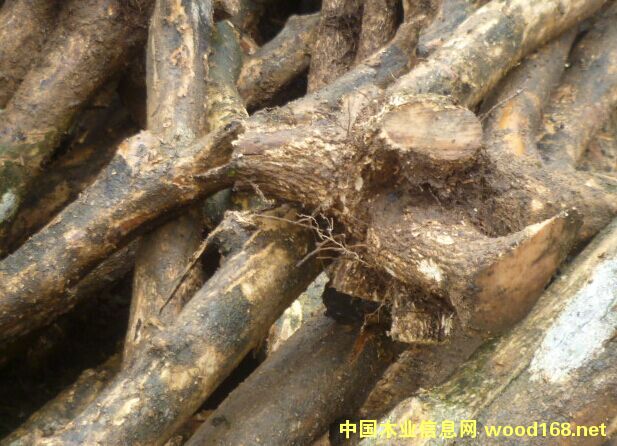 С�~�S��ľԭľ