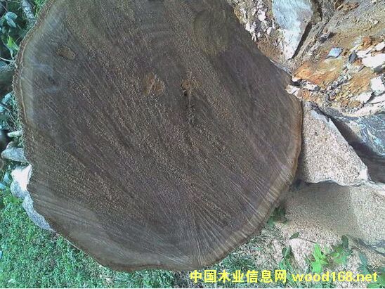 ʯ��ľ��Ԕ��(x��)��B