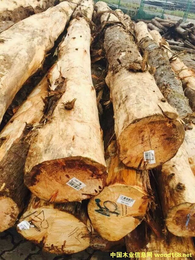 �c(di��n)���鿴��ľ�Ŵ�DƬ