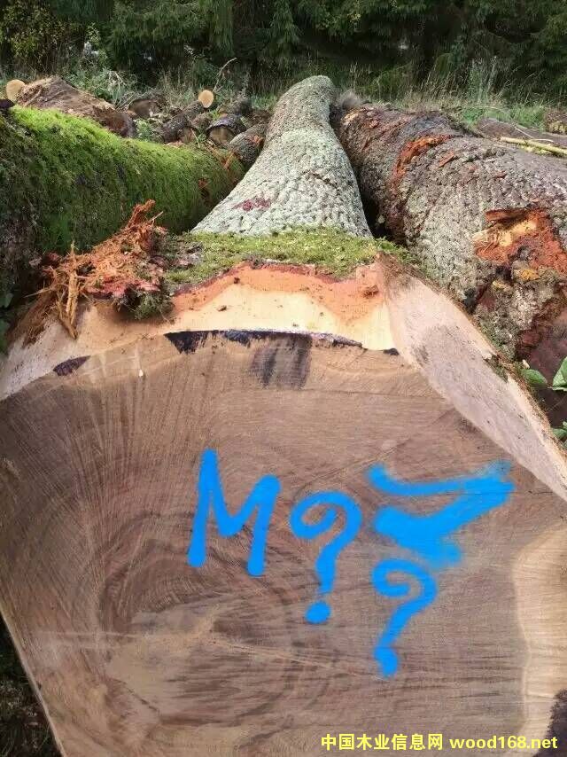 ����(gu��)����ԭľ���̵�Ԕ��(x��)��B