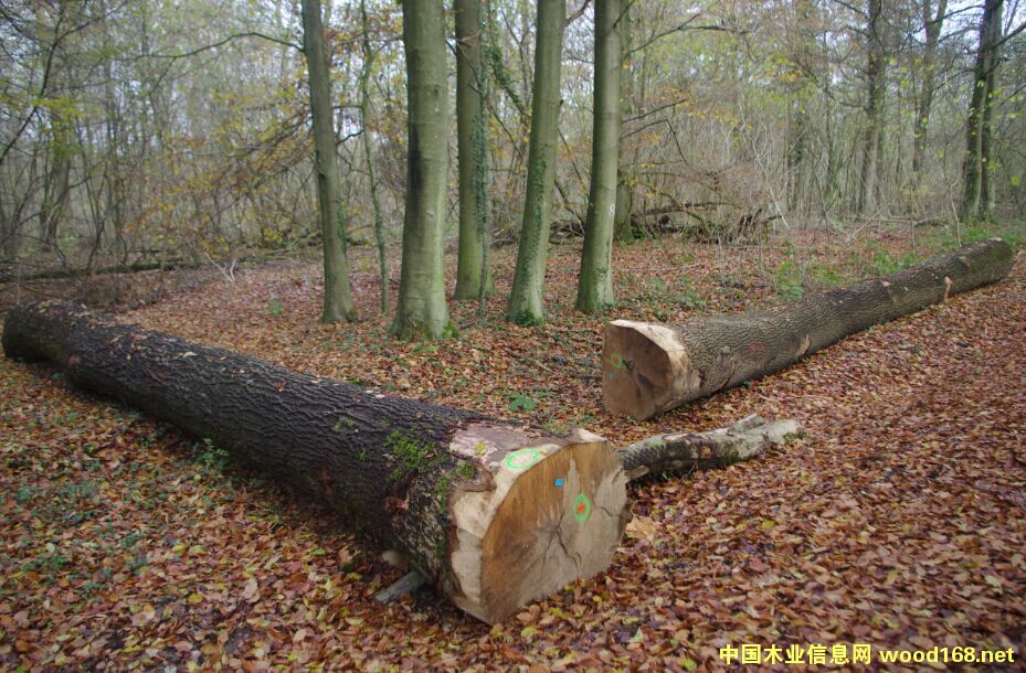 �W�ް�Ϟԭľ���̵�Ԕ��(x��)��B